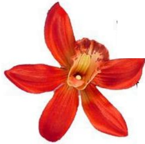 Vörös orchidea A női test különleges erőforrásokat biztosít nekünk