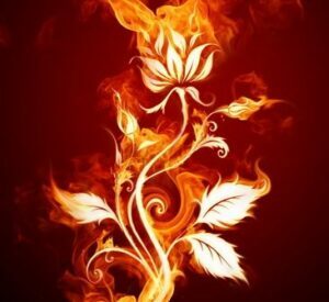Fire-Rose