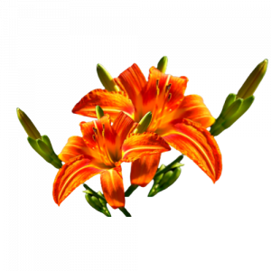 Névtelen_terv-removebg-preview